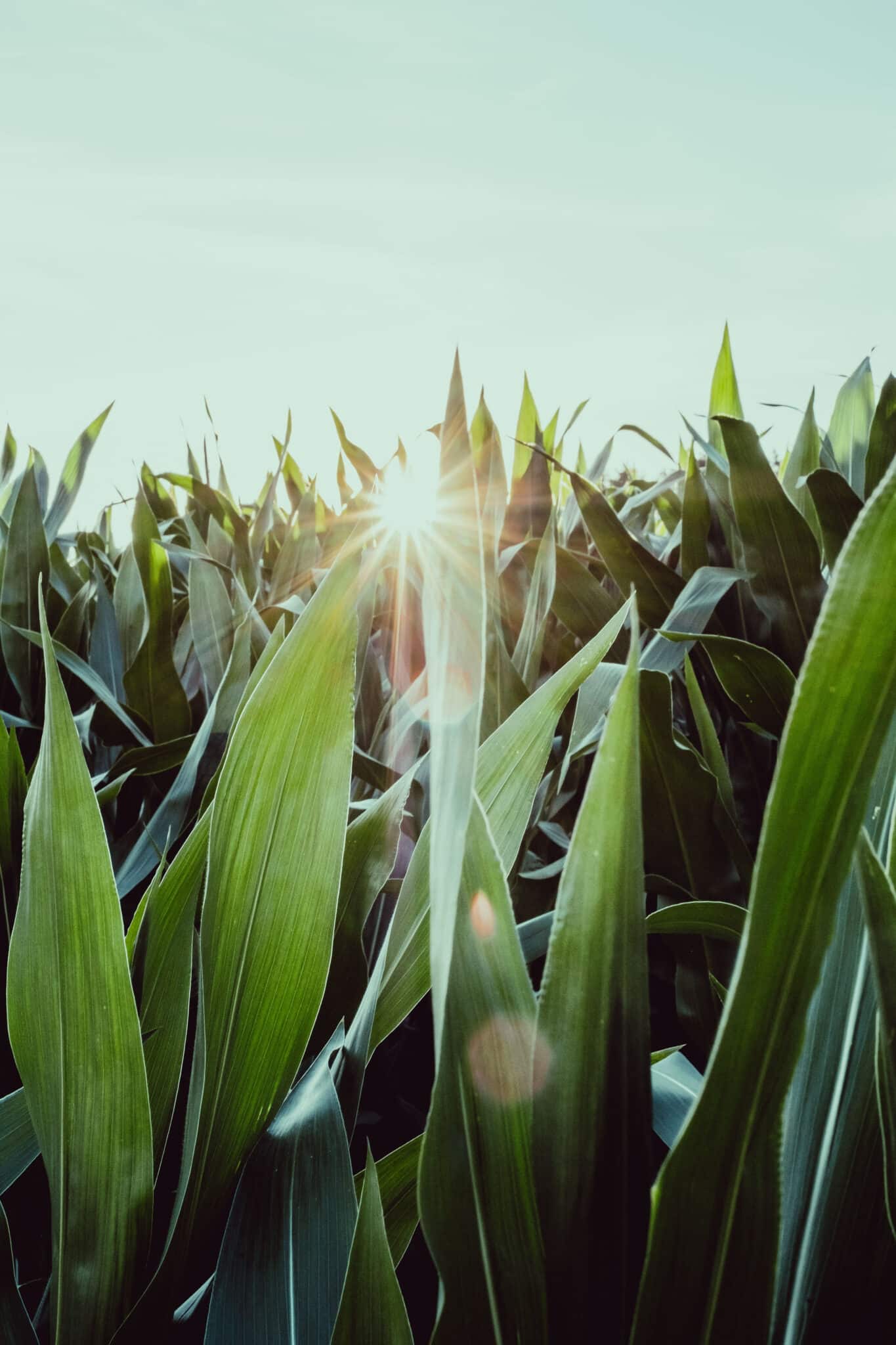 Biogas Recovery:  A Renewable Energy Source for Generating Steam