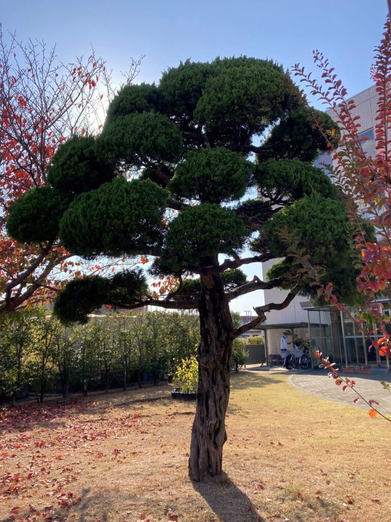 2022-11-08 japan tree